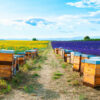 Mesto za pčelinjak: Kako pronaći idealnu lokaciju za pčele