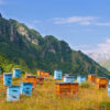 Kako započeti svoju pčelarsku avanturu
